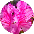 Debbie Worthington Avatar